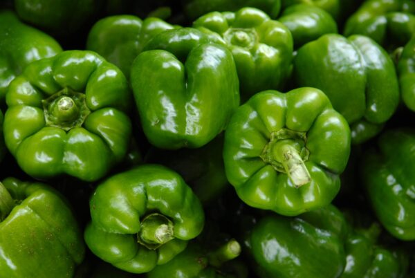 මිරිස් පැල